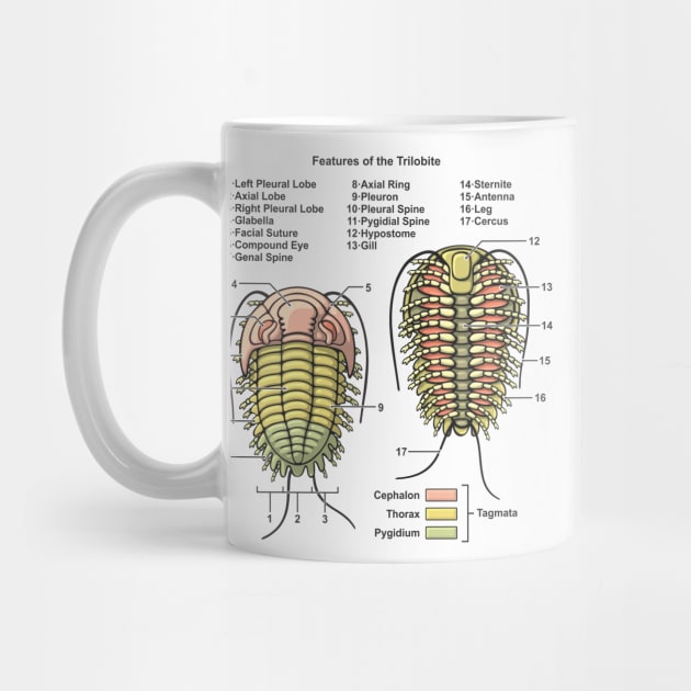 Trilobite Morphology Diagram by taylorcustom